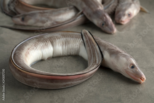 Fresh raw european conger eel