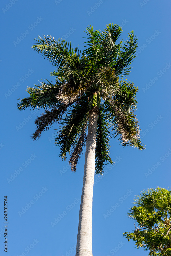 Royal Palm (Roystonea regia) tree