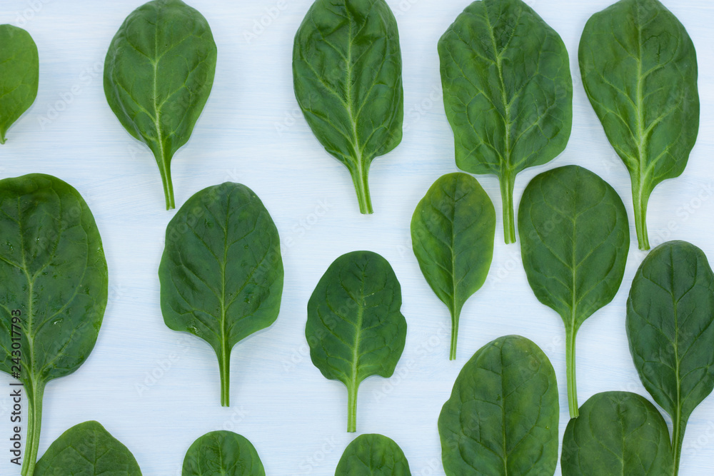 Fresh green spinach leaves on a blue background. Fresh green spinach leaves on a blue background.