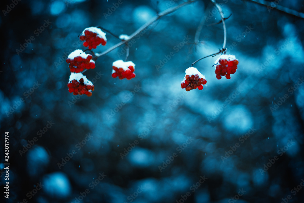 Red viburnum berries with winter background. Cold weather. Man hand keeps a branches of viburnum