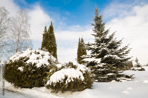 Landscape overlooking the Thuja and the Fir-tree of a view of Barry during a winter season