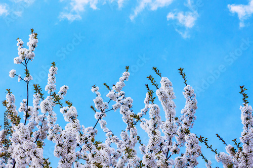 White apricot flower against a blue sky with clouds. Copy space_