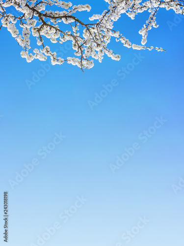 Branch of apricot flowers on top of a blue sky background. Preparation for design. Copy space_