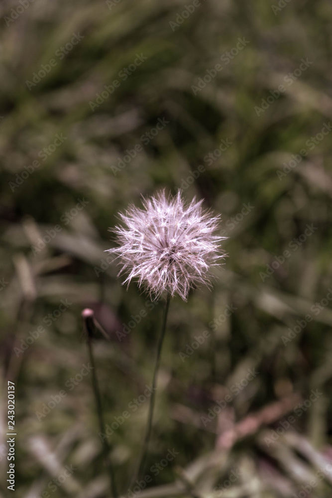 Some Dandelion Seeds