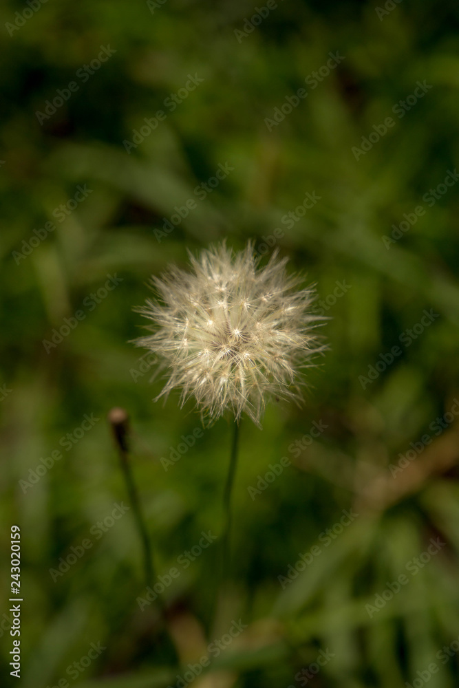 Some Dandelion Seeds Some Dandelion Seeds