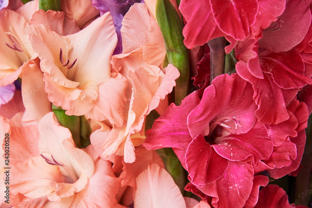 Pink and red gladioluses. Background
