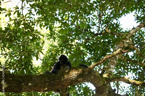 Spider Monkey Sitting in tree at Xunantinich Ruins