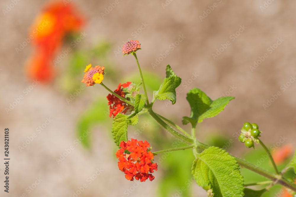 Umbelanterna (Latin Lantana camara), also known as wild-sage, red-sage is species of flowering plant within the verbena family that is native to the American tropics Umbelanterna (Latin Lantana camara), also known as wild-sage, red-sage is species of flowering plant within the verbena family that is native to the American tropics