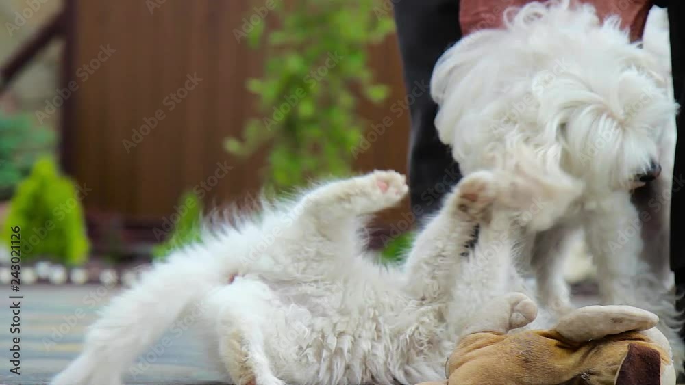 A white kitten is played with a white dog near the owner A white kitten is played with a white dog near the owner