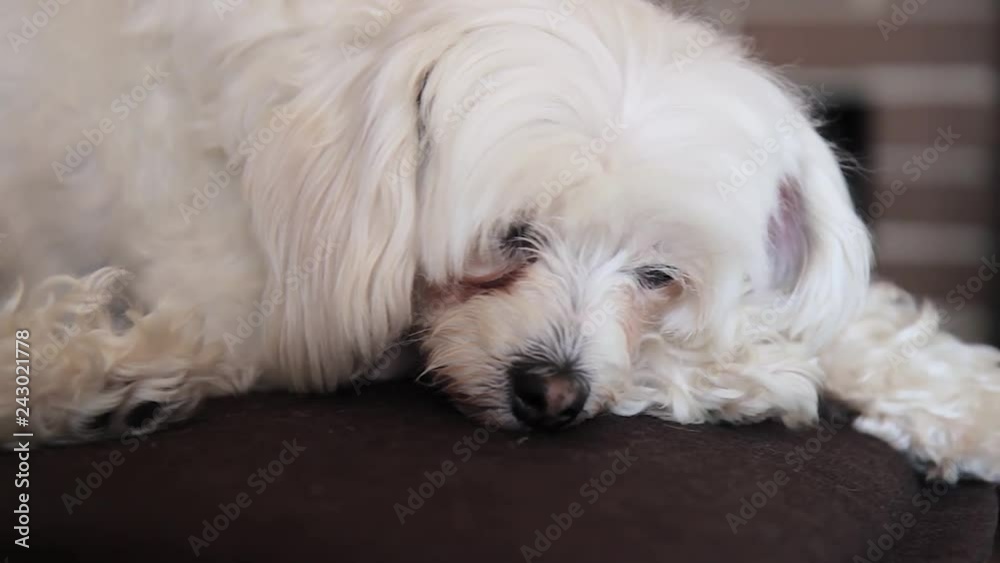 sad white dog sad white dog