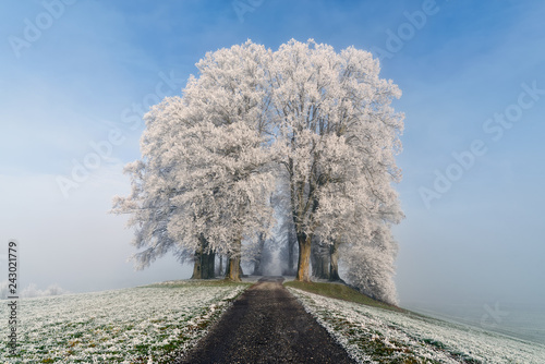 Buchensäli bei Schlosswil photo