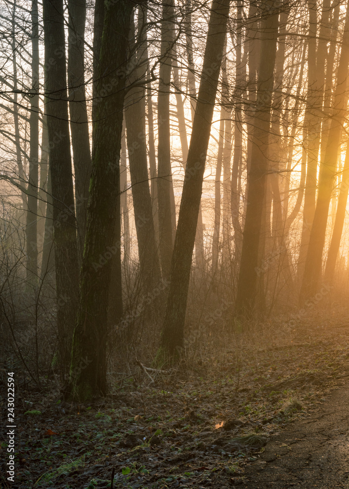 Obraz premium Foggy Morning and misty woodland in gothenburg Sweden