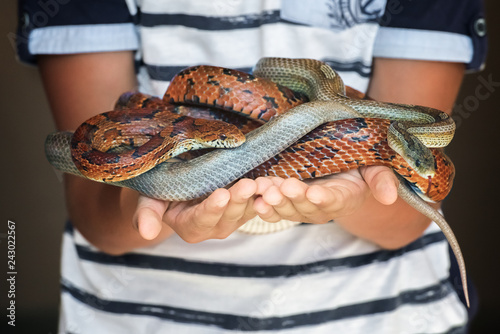 Two different colored corn snakes in child’s hands