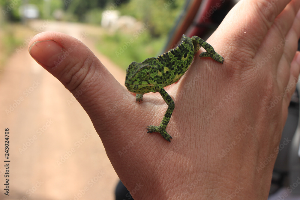 green chameleon lurking on his arm green chameleon lurking on his arm