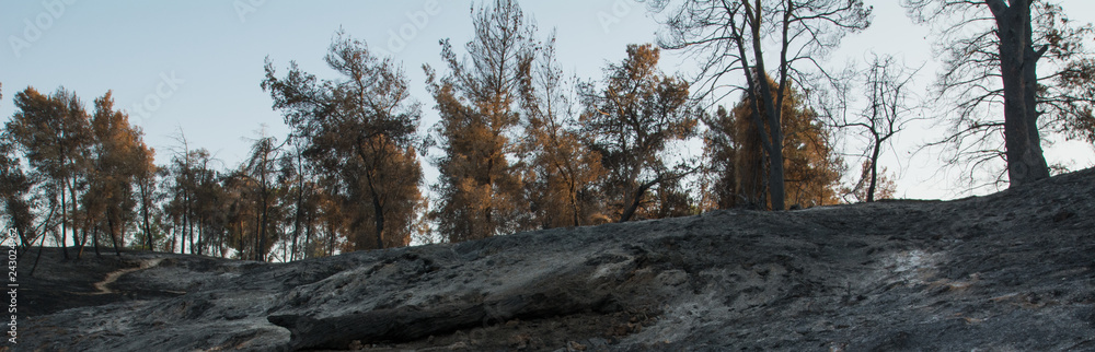 Death nature, forest fire, ecology issues Death nature, forest fire, ecology issues