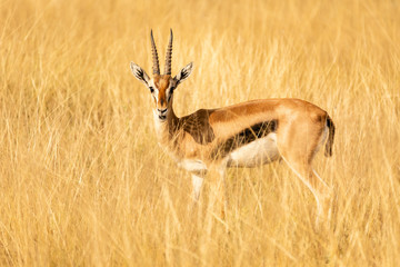 Wandcirkels Antilope Thomson gazelle grazend in graslandschap  © Peter