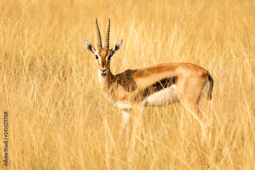 thomson antilope photo