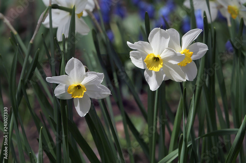 Fototapeta Naklejka Na Ścianę i Meble -  Three narcissus flowerbed