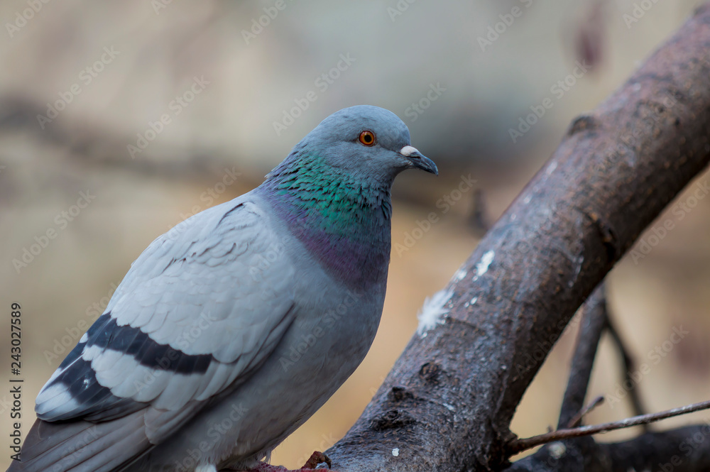 Fototapeta premium white pigeon