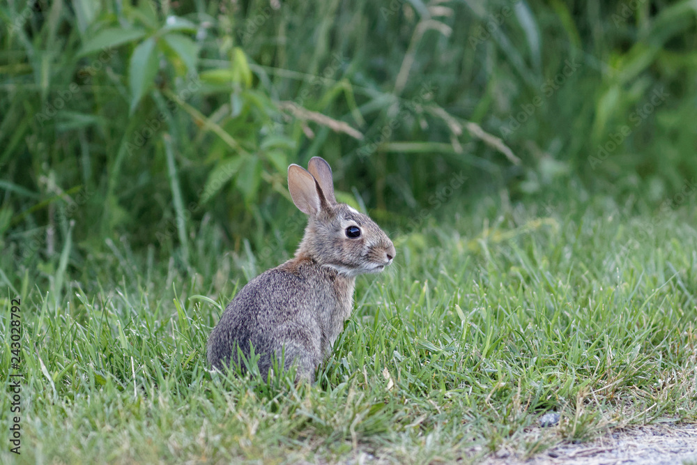 Fototapeta premium Young Cottontail Bunny