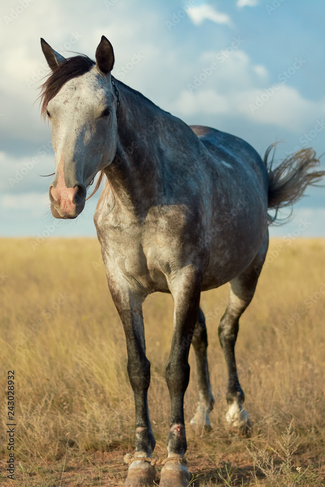 Horse in the steppe Horse in the steppe