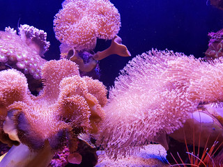 Gordijnen Koraalriffen Roze koraalrif in onderwaterwereld  © CharMoment
