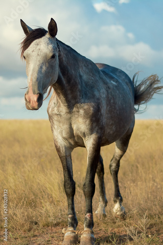  Horse in the steppe