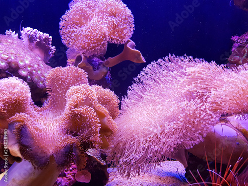Leinwand Poster Underwater sea: pink coral reef background