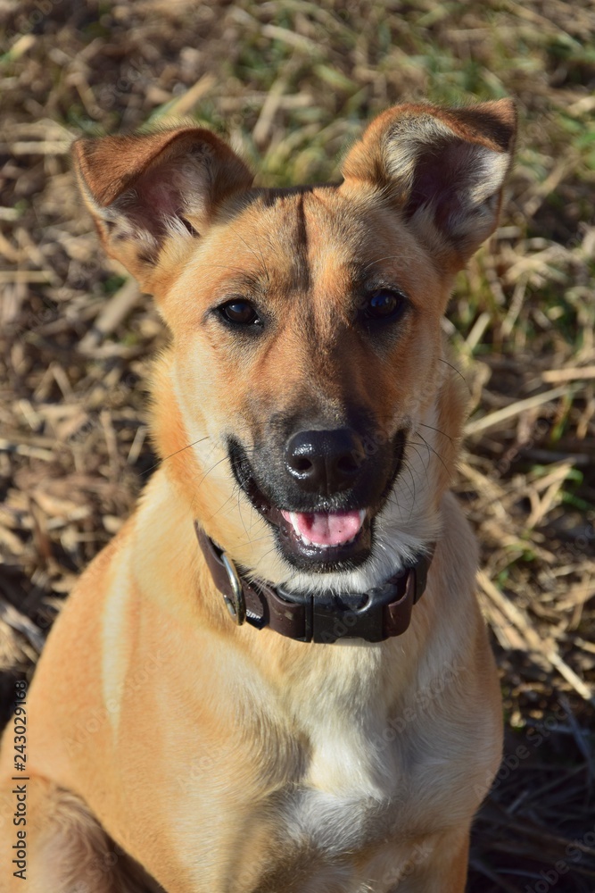 Portrait of a cute mixed-breed dog. Portrait of a cute mixed-breed dog.