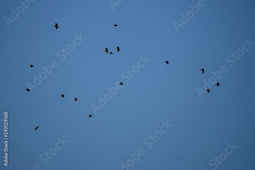 banks of birds flying in a blue sky