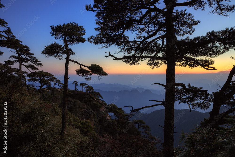 Obraz premium Tree silhouette during sunrise, Vibrant red and orange sky in the distance, mountains and horizon. Sanqing Mountain in Jiangxi Province, China. Mist and Fog in the distance, pine tree silhouette.