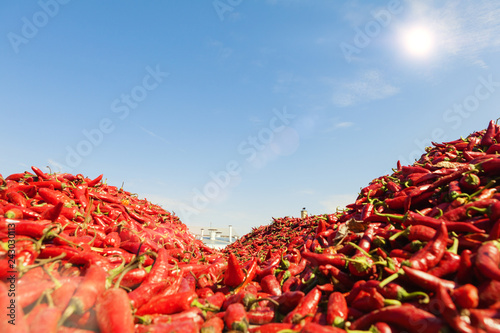 A lot of Chili peppers and silo in the background. Food processing plant, food factory