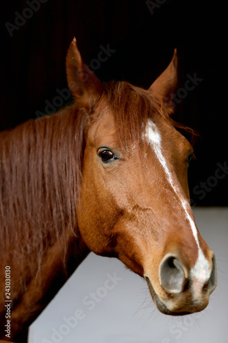 Fototapeta Naklejka Na Ścianę i Meble -  Head of saddle horse  in livestock at rural animal farm