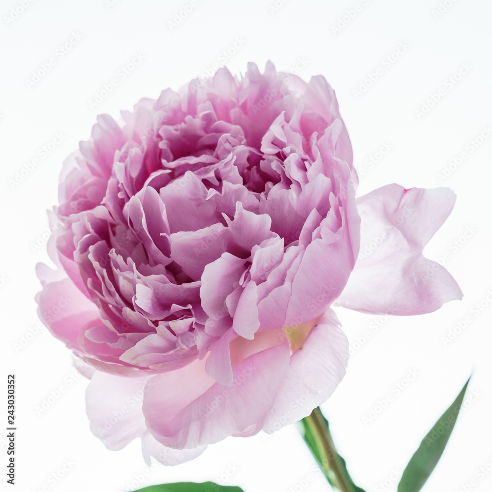 peony flower peony flower
