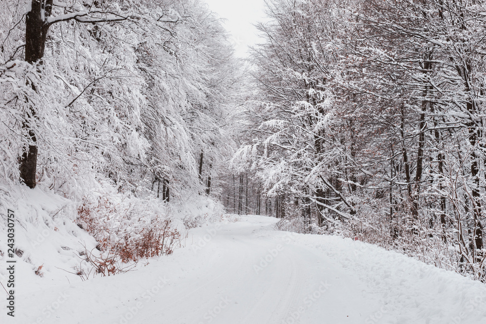 Obraz premium Snow forest road. Snowy woods background.