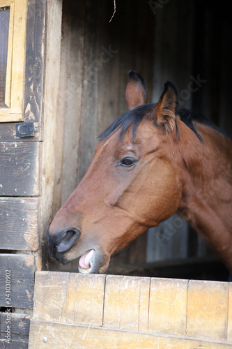 Head of saddle horse in livestock at rural animal farm