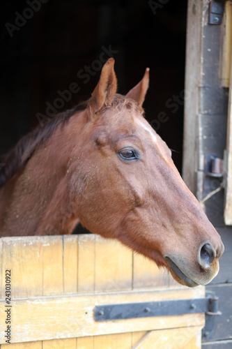 Head of saddle horse in livestock at rural animal farm