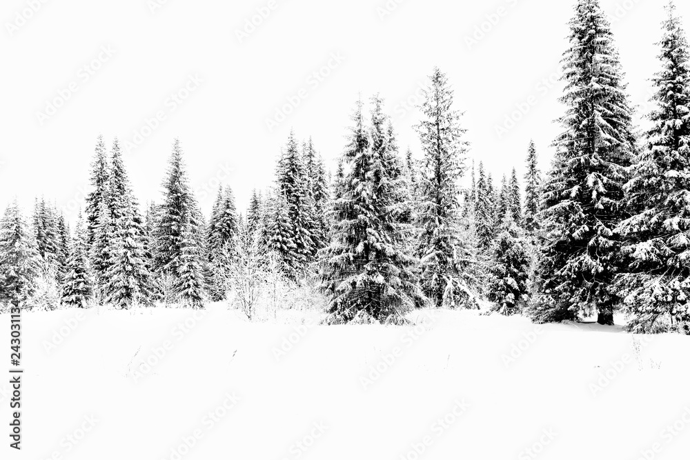 Fototapeta premium White snowy shroud. Spruce forest in winter. Winter landscape