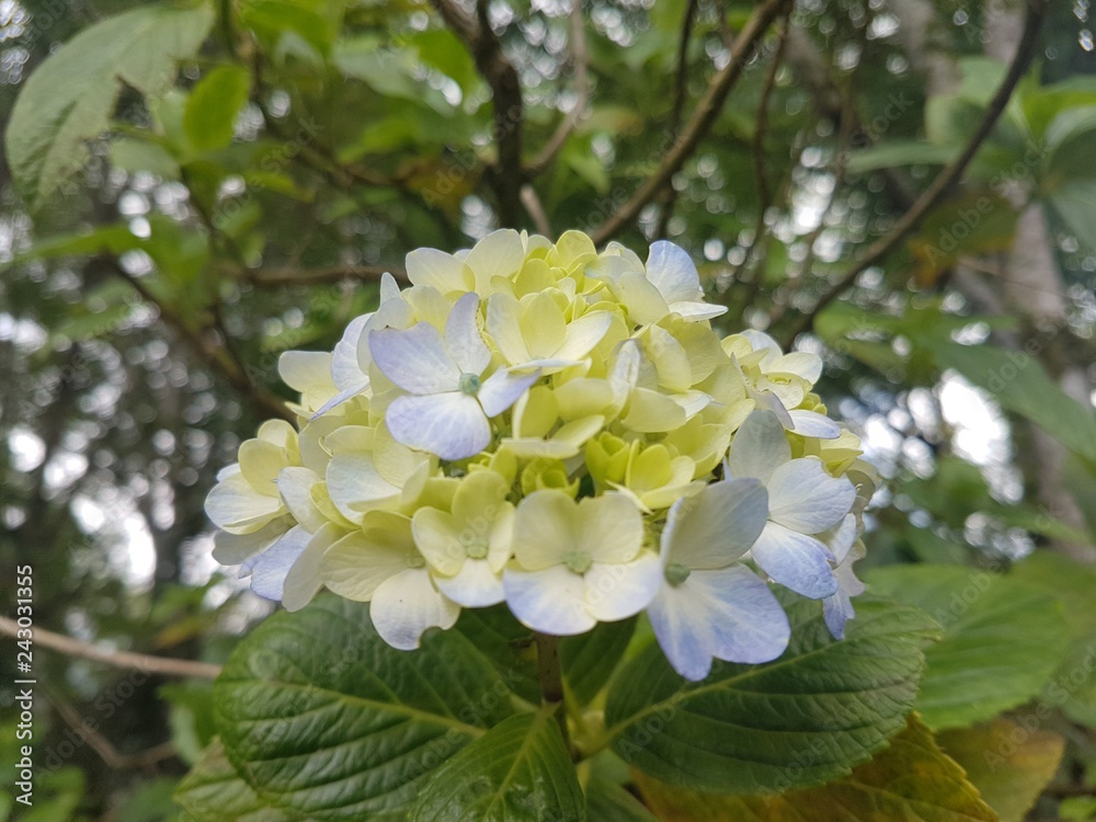 white flowers of a tree white flowers of a tree