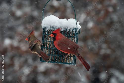 Bild auf Leinwand A pair of cardinals share the suet feeder on a cold snowy day in Missouri