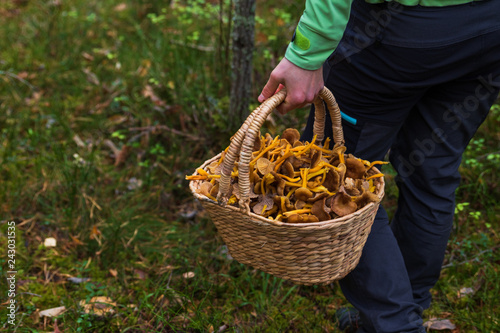 Person walking in a forest holding a filled basket of winter chanterelle mushrooms in a hand. 