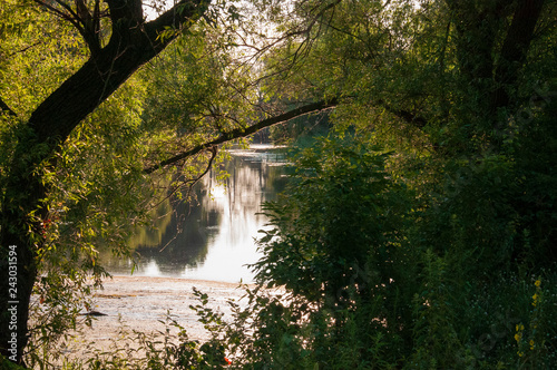 Path through green forest and little river near. Places for walk on the fresh air in summer