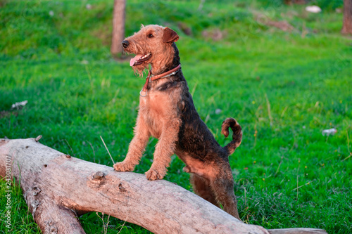 One-year-old Airedale Terrier trains in jumping over the fallen tree in the forest 