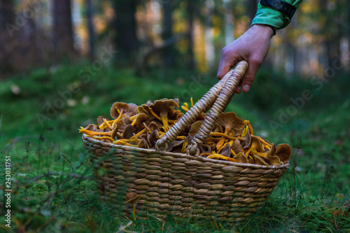 Hand picking up a wooden basket filled with winter chanterelle mushrooms after a successful harvest in a forest.