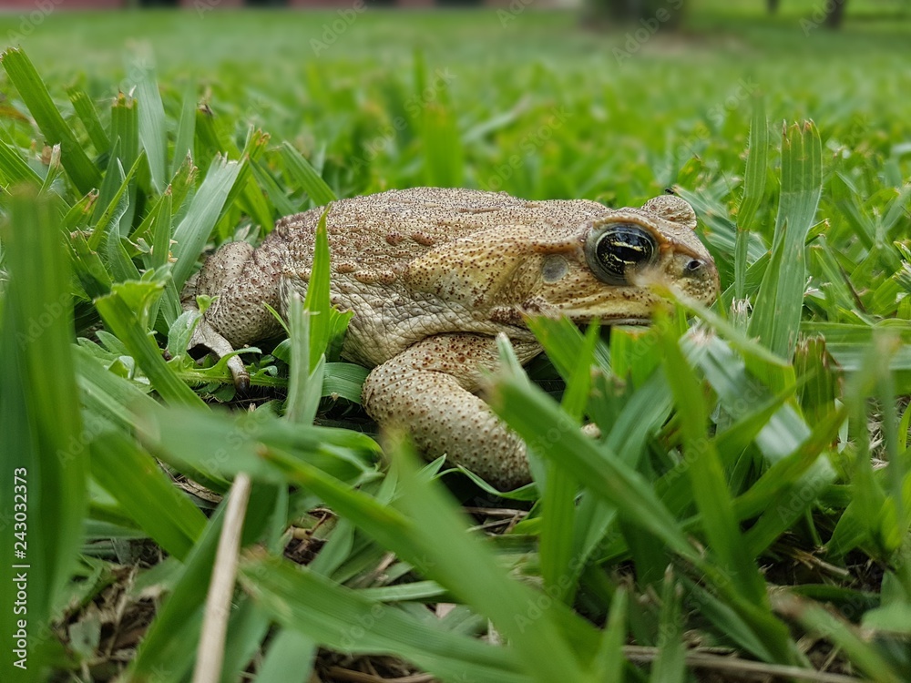 frog in the grass frog in the grass