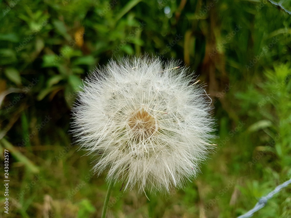 dandelion on background of green grass dandelion on background of green grass