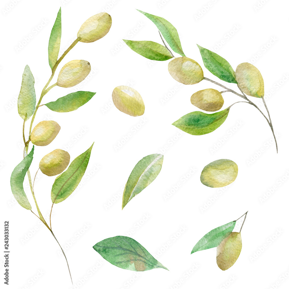 Watercolor set of olive tree branches with ripe olive berries and green leaves. The composition of the olive tree Aquarelle for the background, texture, pattern wrap, frame or border.