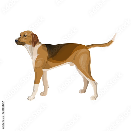 Hunting dog vector
