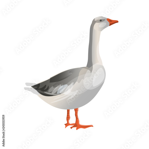 Grey goose standing