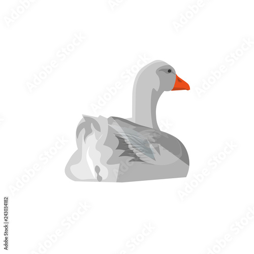 Grey goose swimming